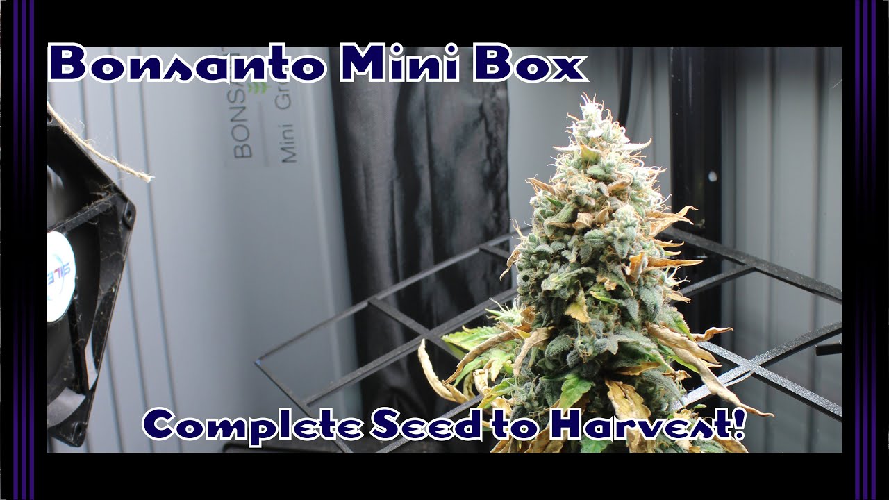 Bonsanto Mini Grow Box | Seed to Harvest - Round 2!