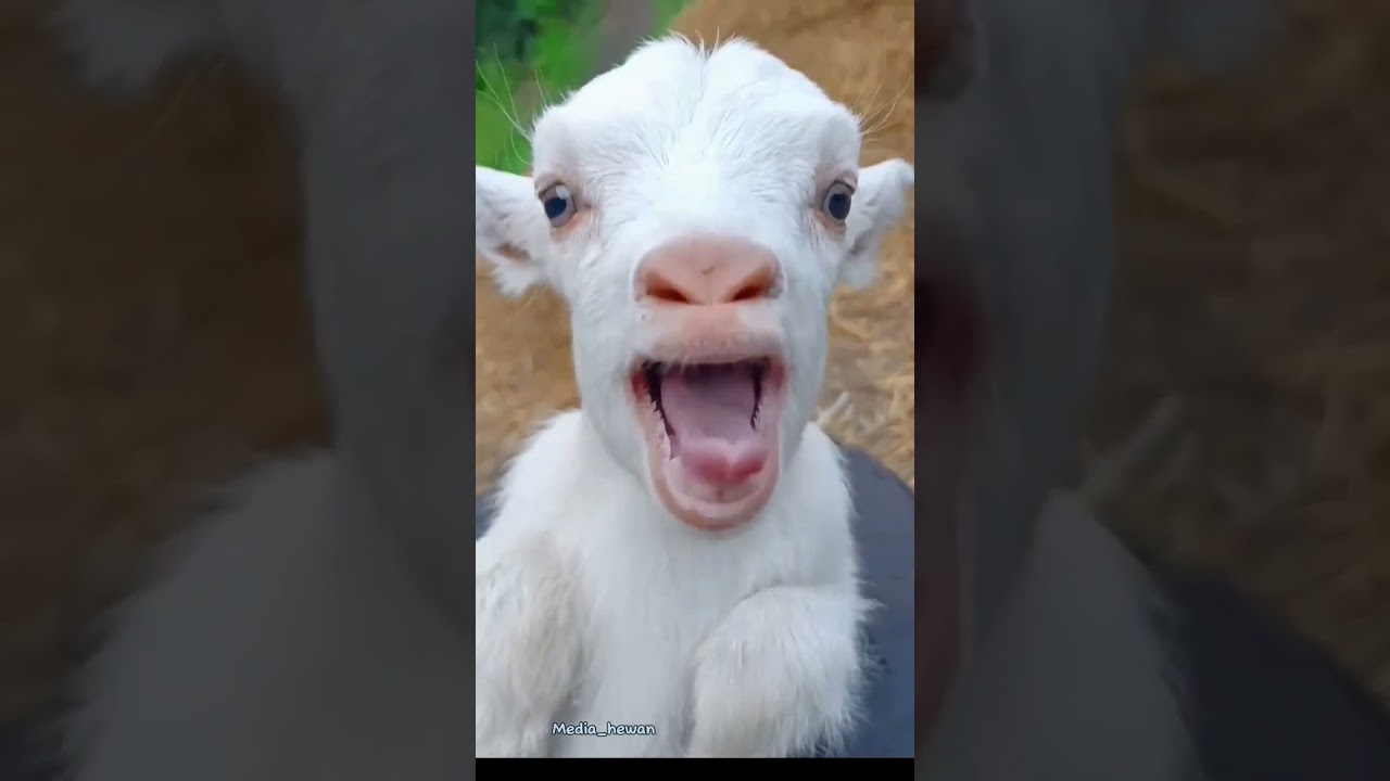 Suara Kambing Lucu dan Unik #shorts #kambing #goatfarming