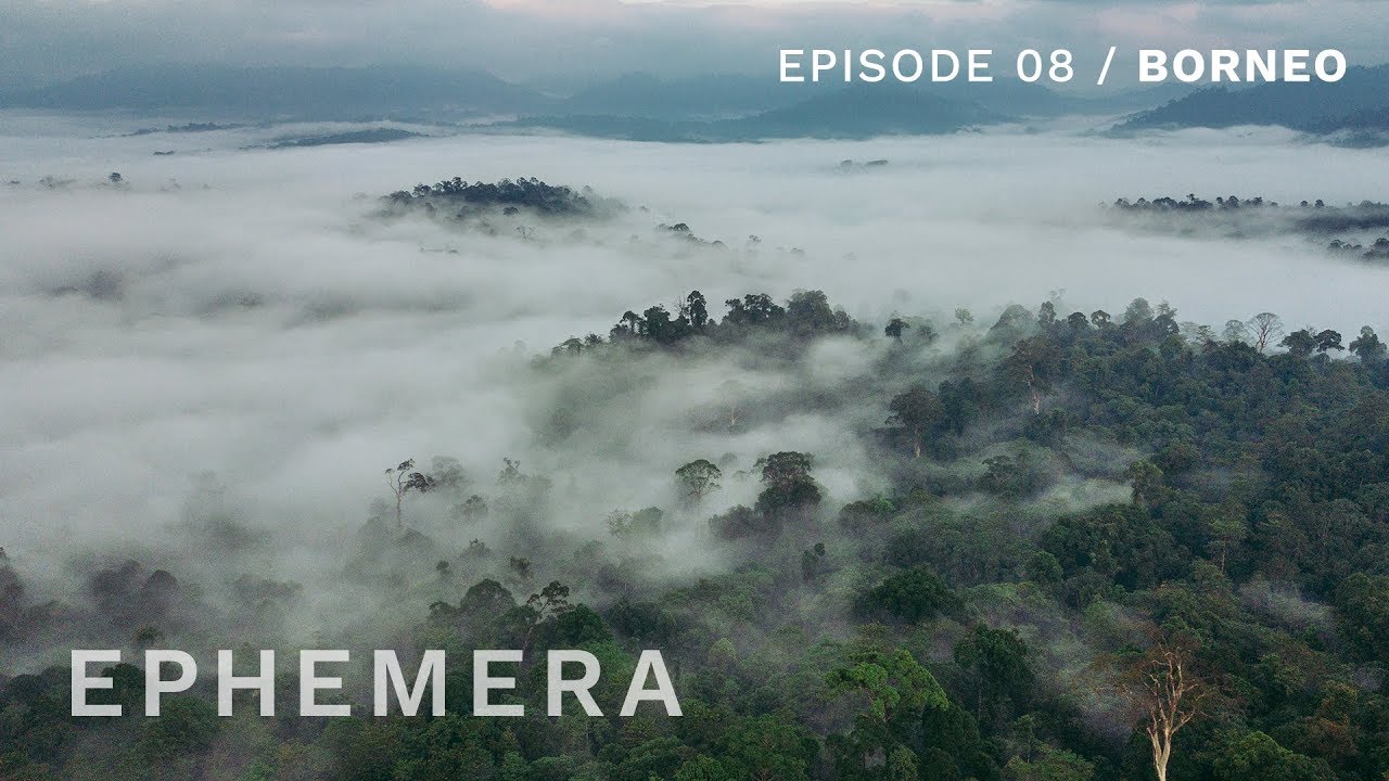 Ephemera E08 - Exploring the disappearing wildlife of Borneo rainforest