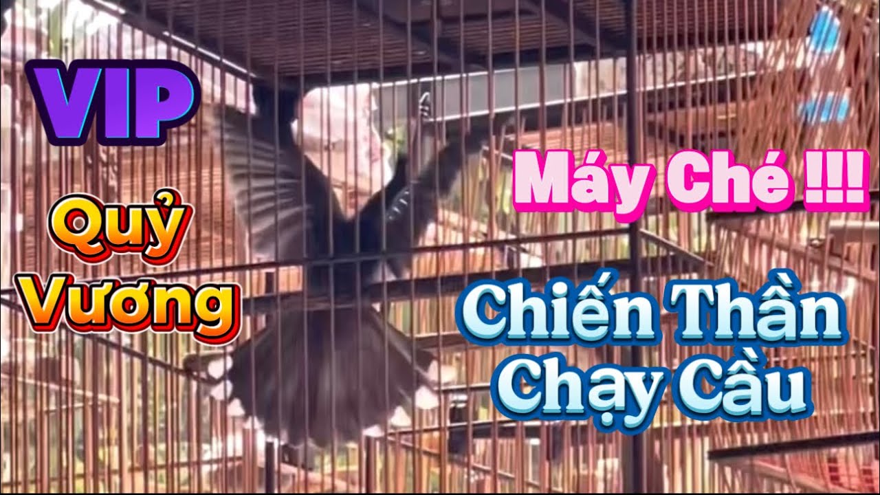 THANH LÝ 2 SIÊU PHẨM CHẠY CẦU ĐẤU XOÈ , PHÁCH ĐÁNH GĂM LẬT BUNG XOÈ CHÉ XOÈ , BỔI VÍP LẠNG SƠN