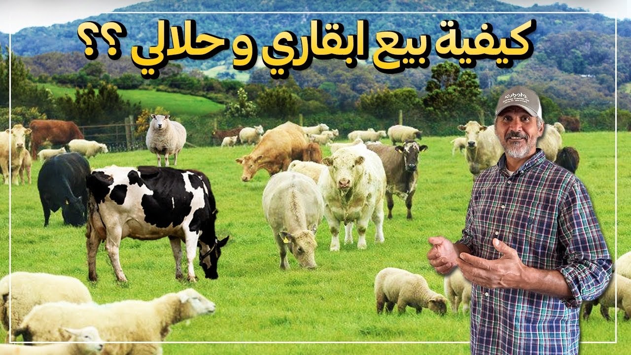 كيفيه بيع الابقار والحلال في امريكا ؟؟؟؟؟؟
