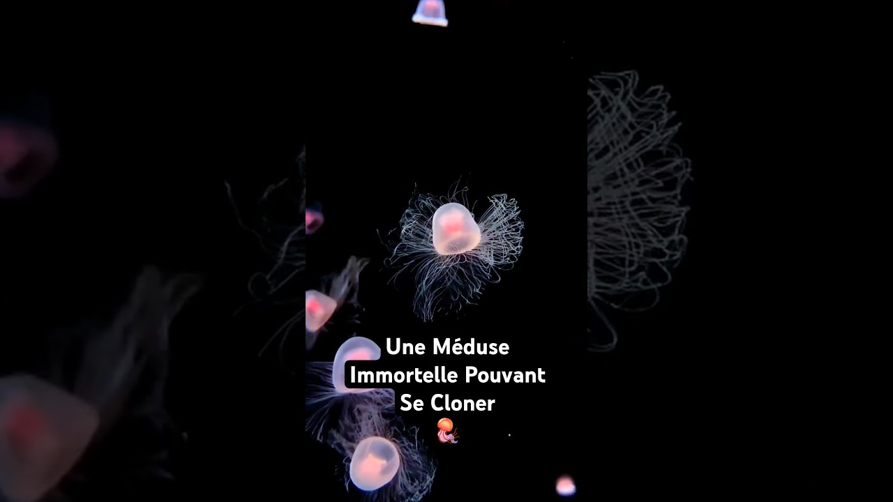 La M&eacute;duse Immortelle Qui Peut Se Cloner | La Turritopsis Nutricula 🌊🪼