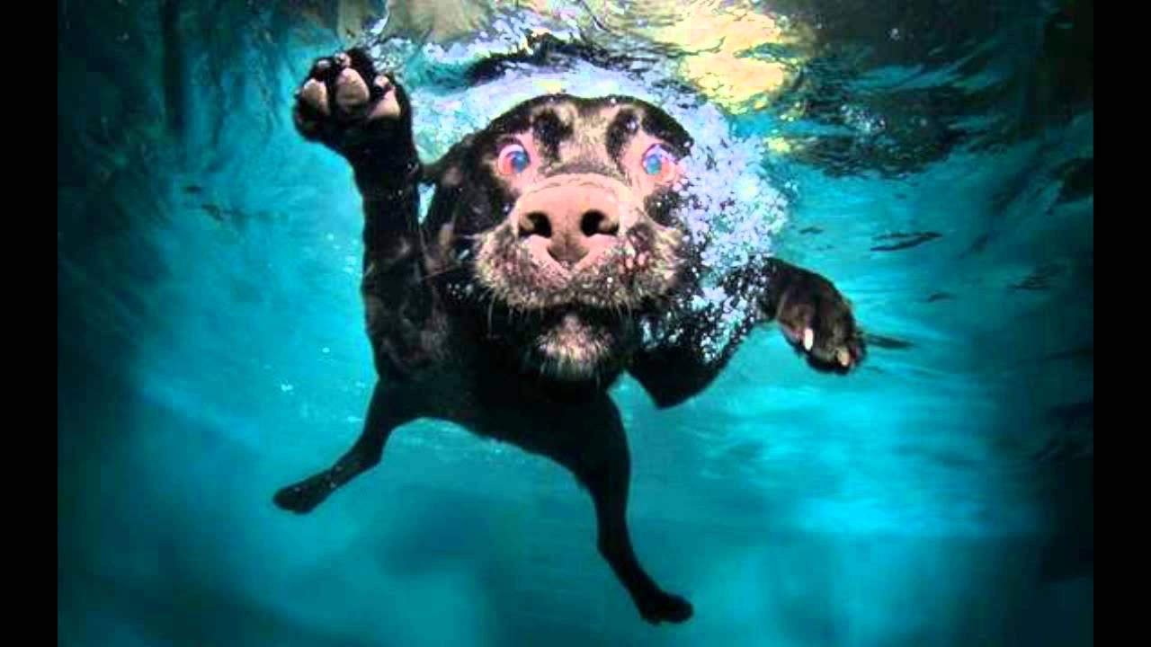 Amazing Underwater Dog Images