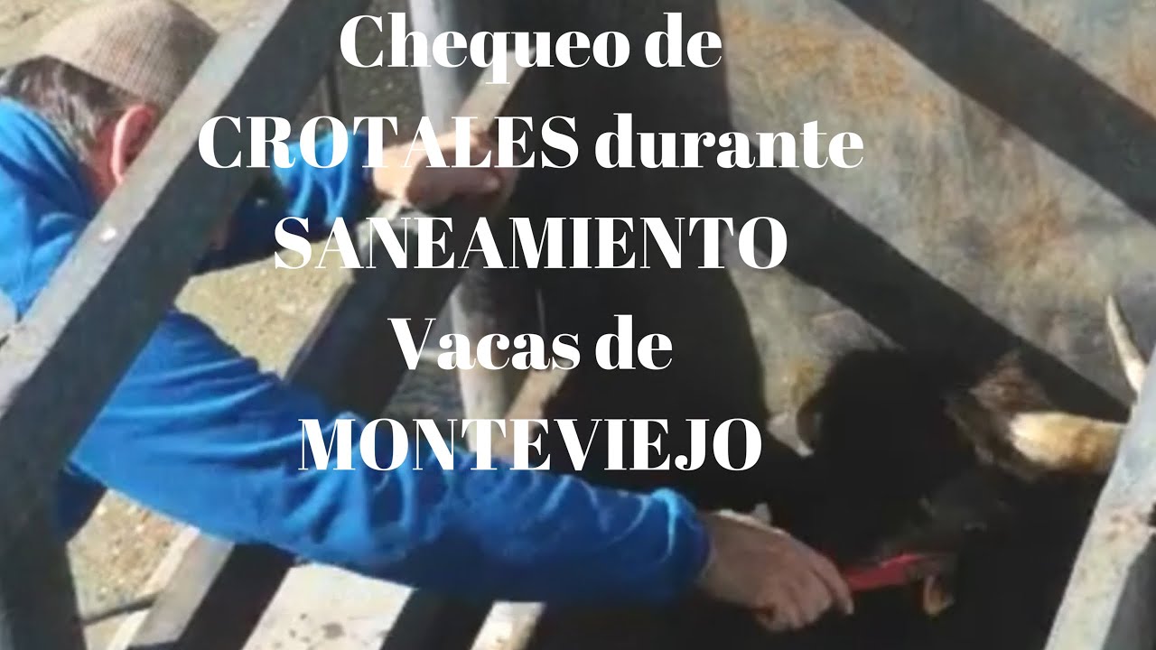 Chequeo de CROTALES en saneamiento a VACAS de MONTEVIEJO de D.Victorino Mart&iacute;n en Finca Monteviejo