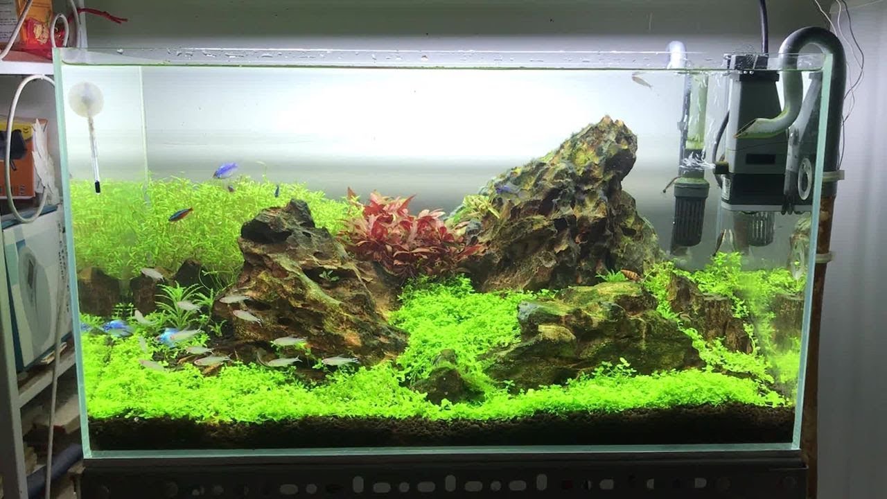 Step by step aquascape time lapse: Easy 60cm Tank tiger Stone Iwagumi Layout