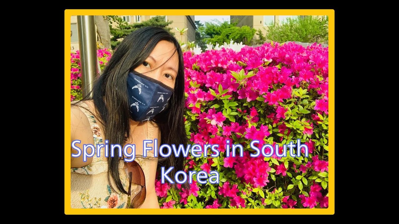 Spring Flowers| in Lotte Castle complex| Pyeongtaek City| South Korea
