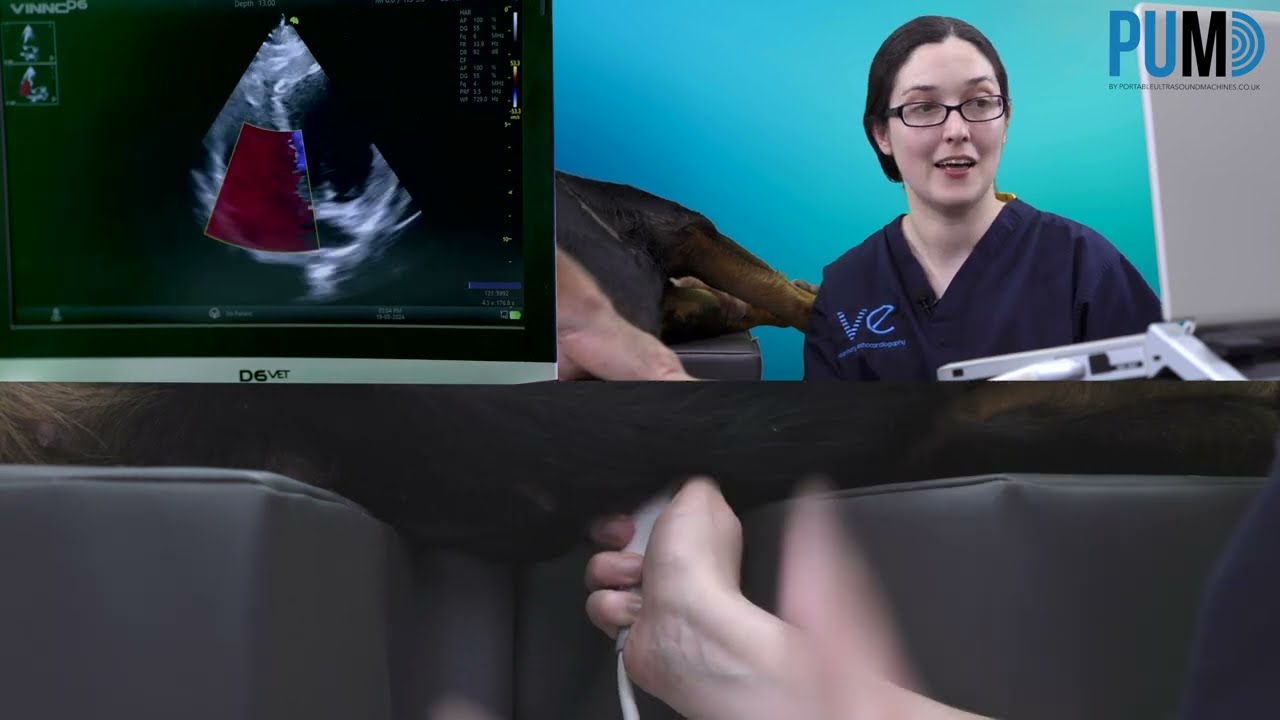 How does the Vinno D6 perform on a large dog?