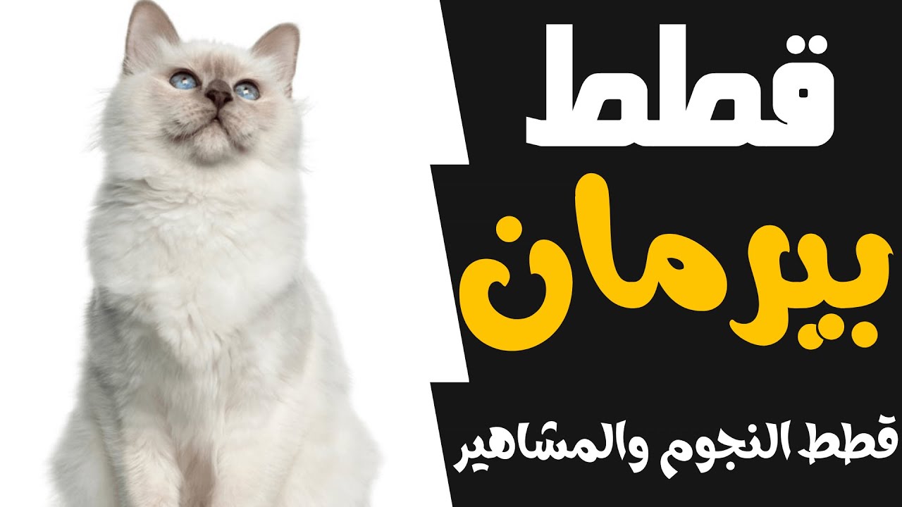 سلالة قطط 