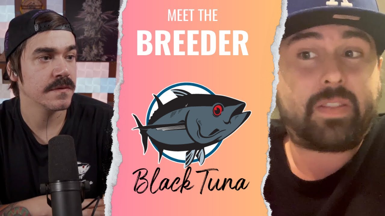 Real-deal Breeder chat with Black Tuna Seed Co's (CV420)