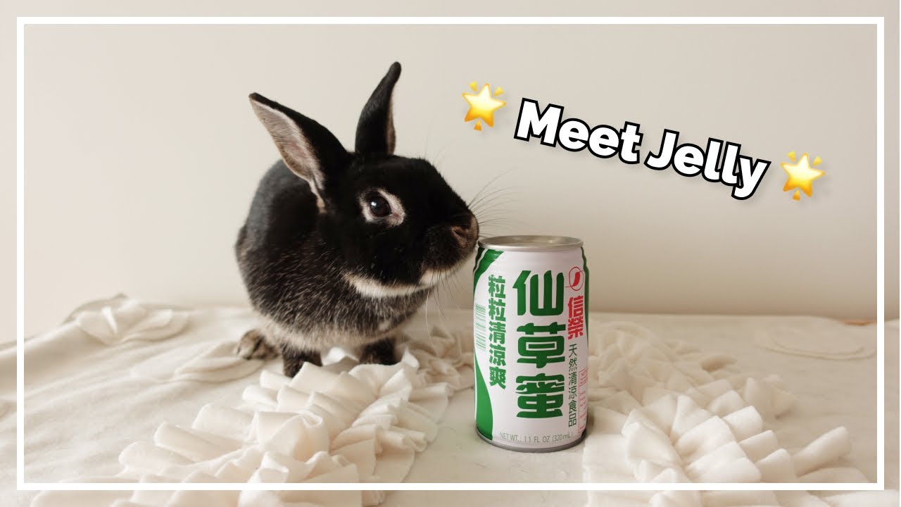 Meet Jelly | Our New Bunny