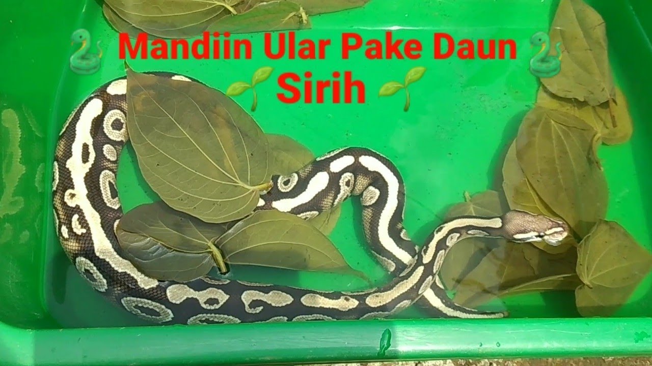 BALL PYTHON MANDI 💦
