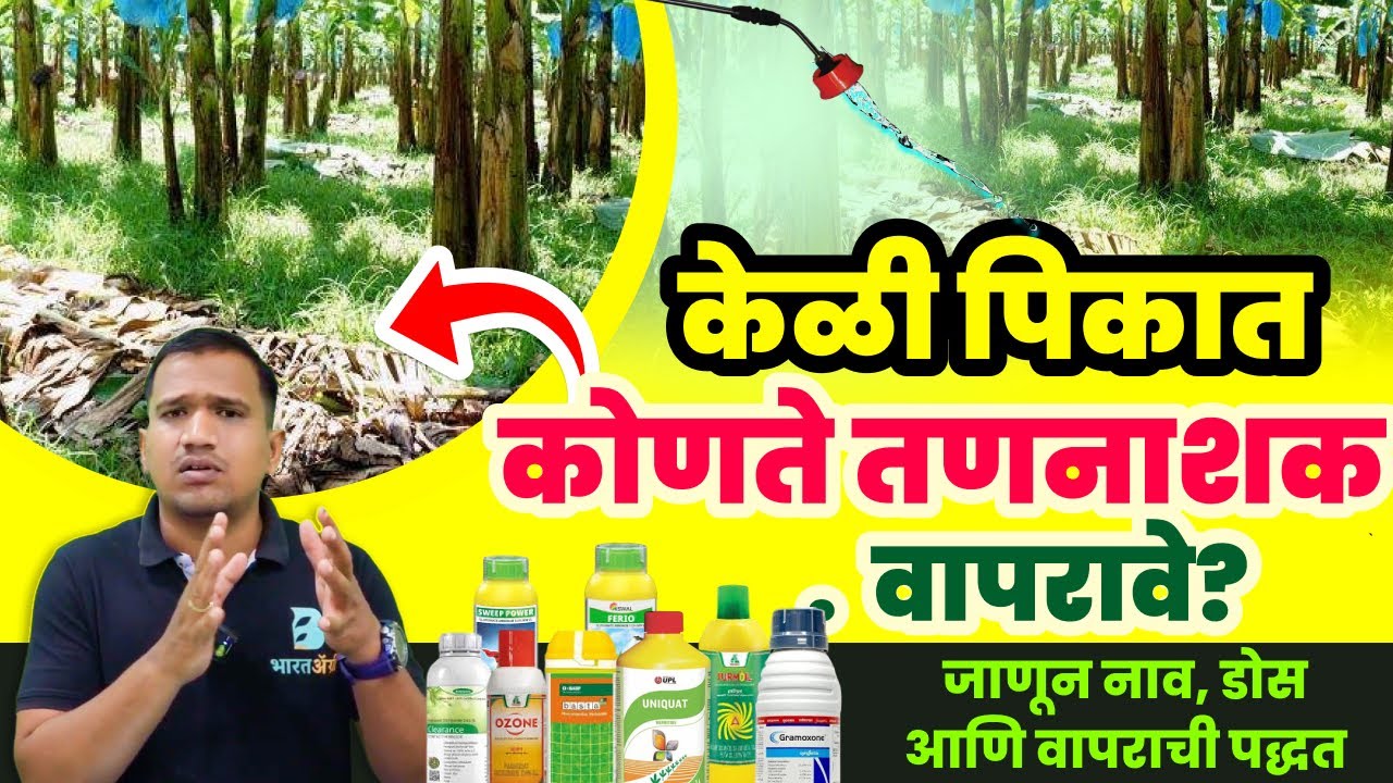 केळी मध्ये कोणते तणनाशक वापरावे? keli tanashak fawarni | banana weed control #bharatagri #banana