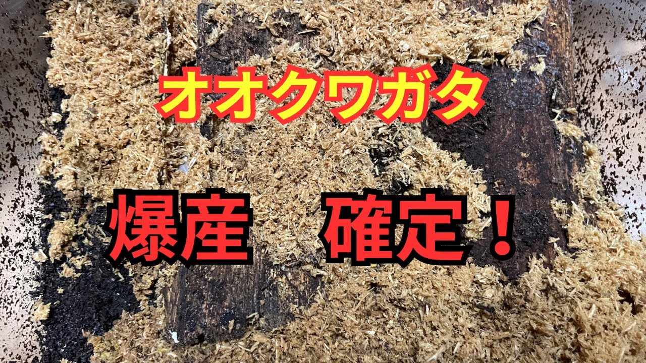 グランディスオオクワガタの産卵セットが大変なことに！