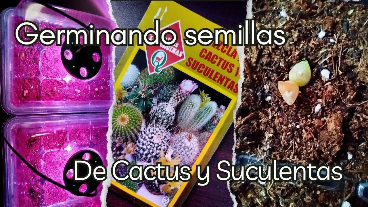 Germinando Semillas de Cactus y Suculentas