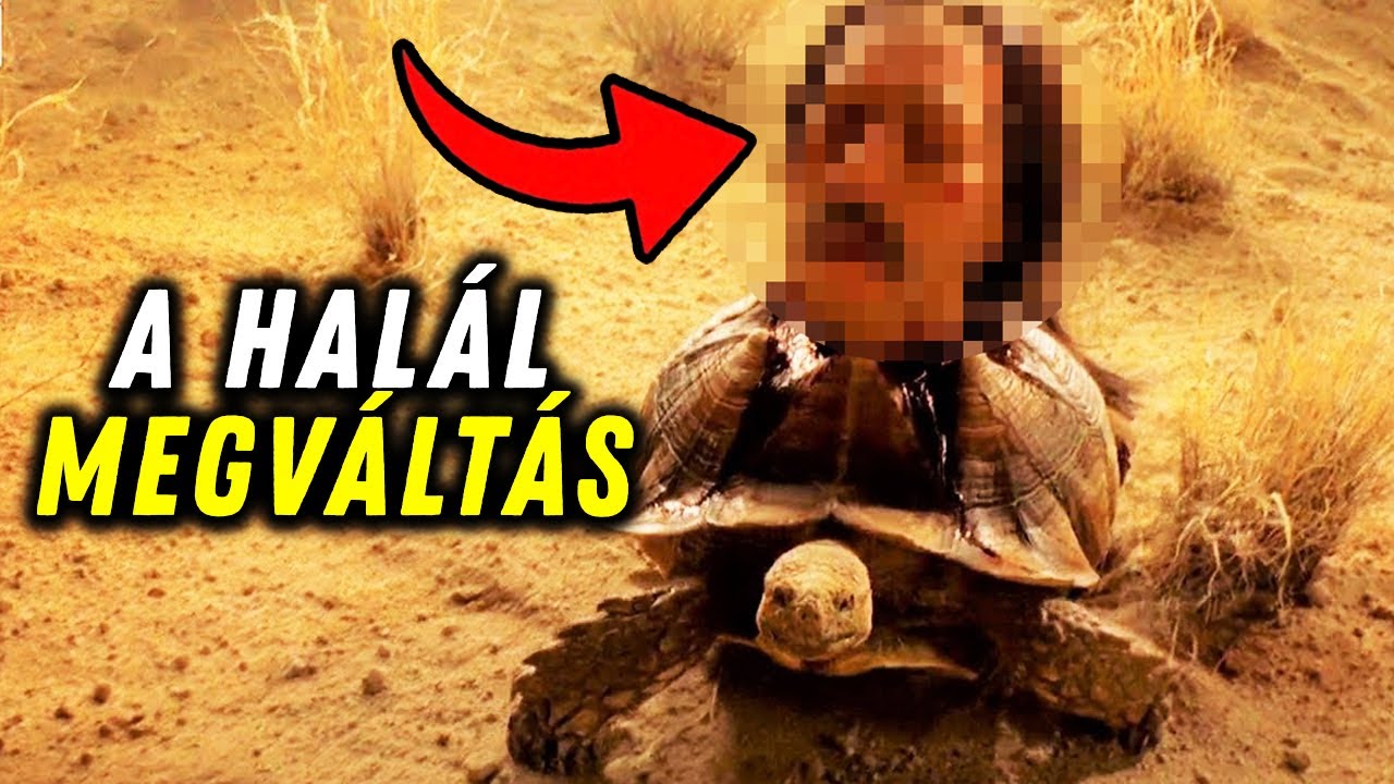 A Mexik&oacute;i Kartell BRUT&Aacute;LIS VALLAT&Oacute;- &Eacute;S K&Iacute;NZ&Oacute;ESZK&Ouml;ZEI (18+)