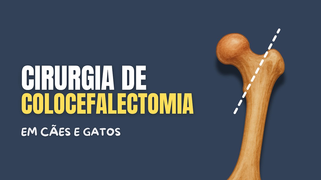 Cirurgia de Colocefalectomia em Cães