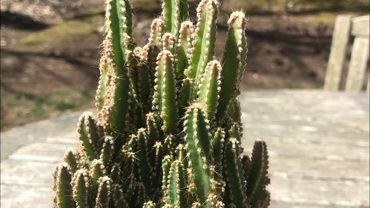 All About the Fairy Castle Cactus