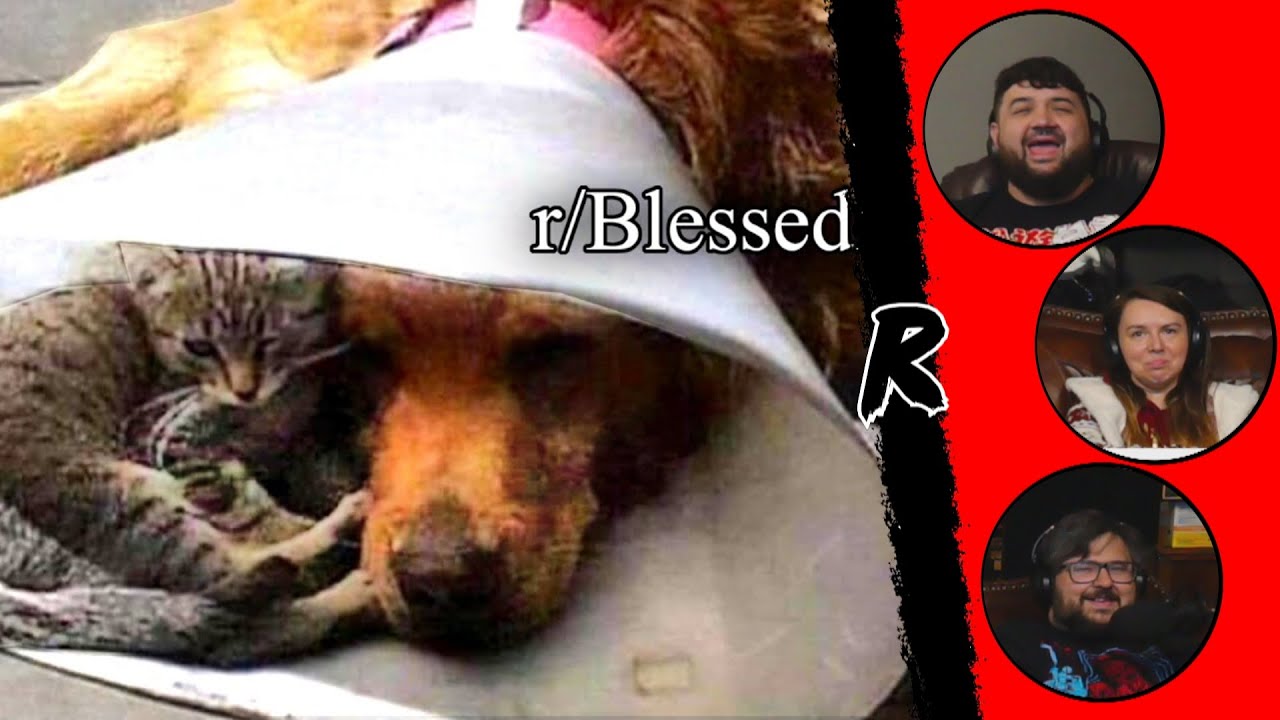 r/Blessedimages | 🐱❤️🐶 - @EmKay | РЕАКЦИЯ РЕНЕГАТОВ
