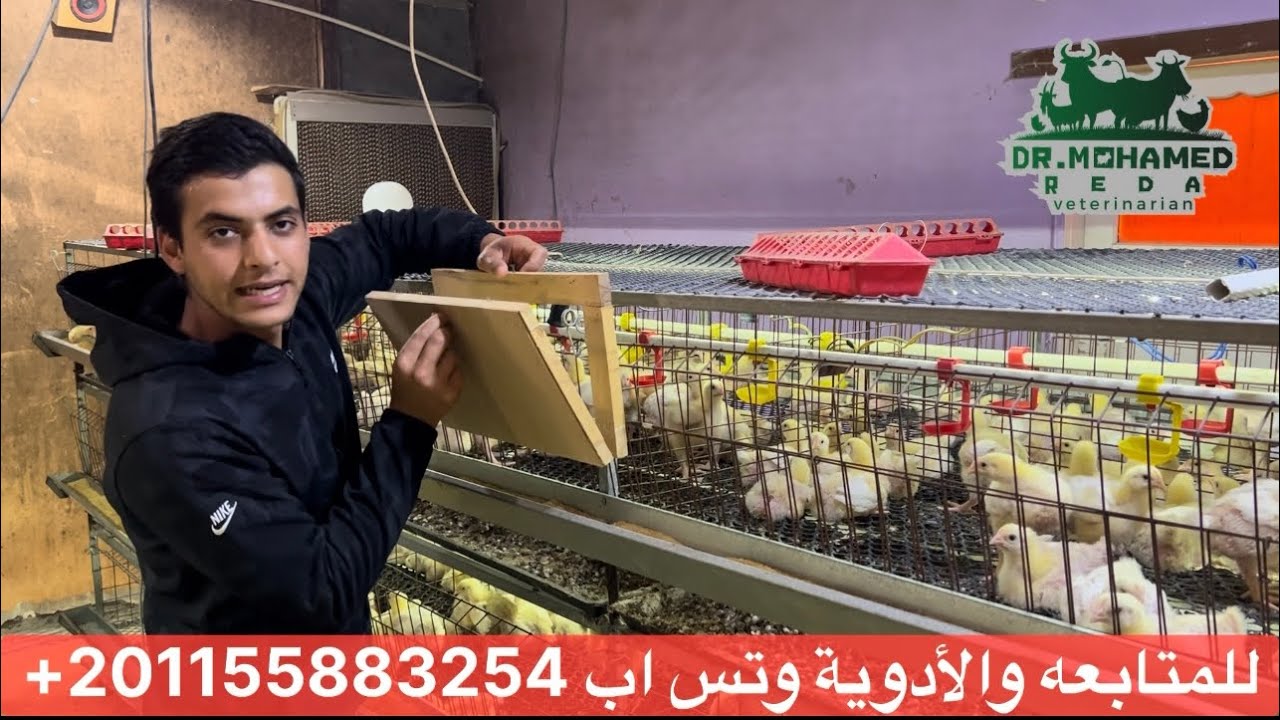 التهويه الصحيحة في مزارع الدواجن 🐥 خطوه بخطوه مع الدكتور ✅