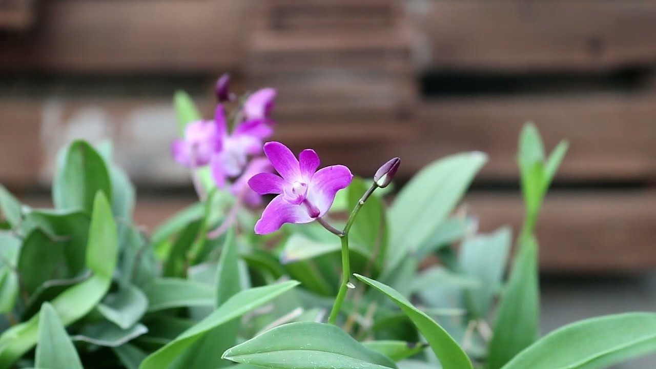 Como Cultivar Dendrobium Kingianum