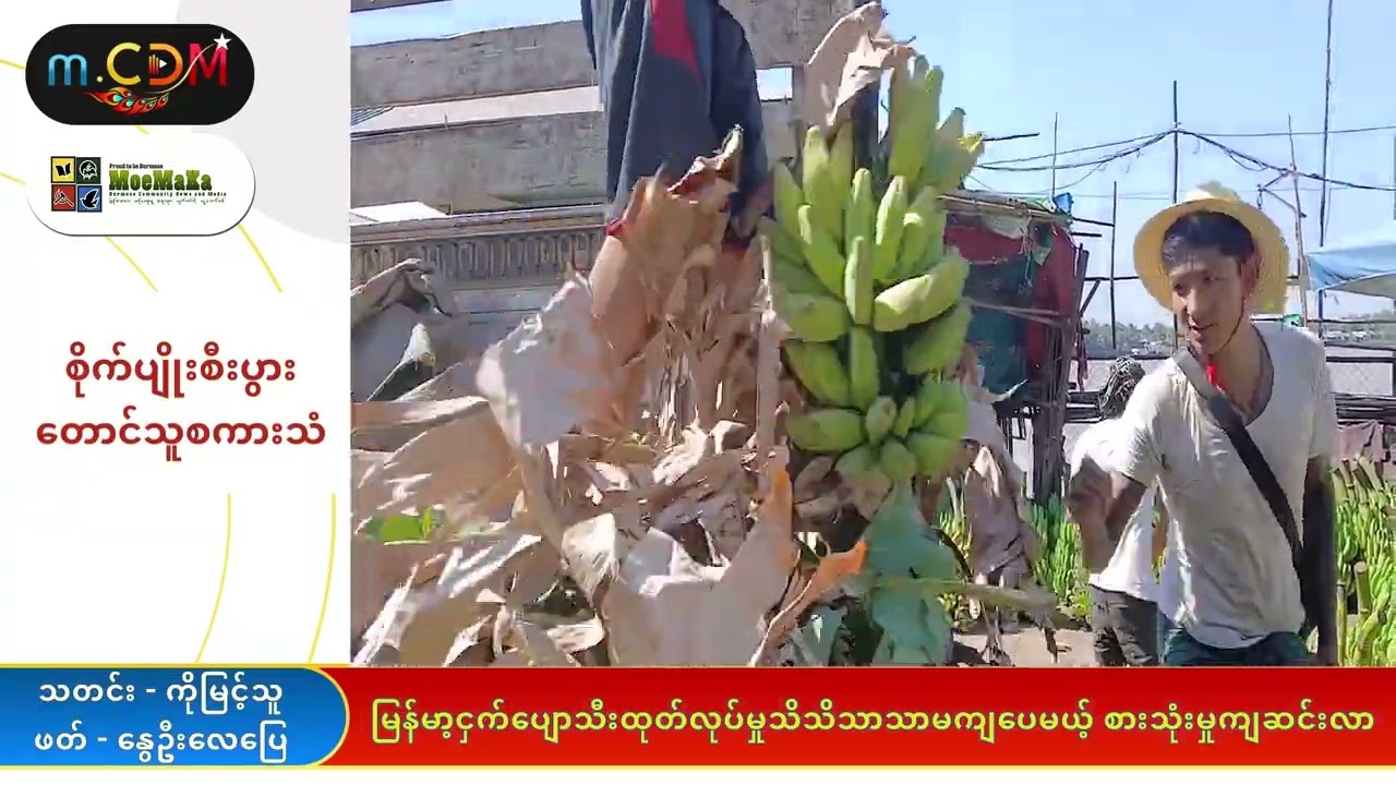မြန်မာ့ငှက်ပျောသီးထုတ်လုပ်မှု သိသိသာသာမကျပေမယ့် စားသုံးမှုကျဆင်းလာ