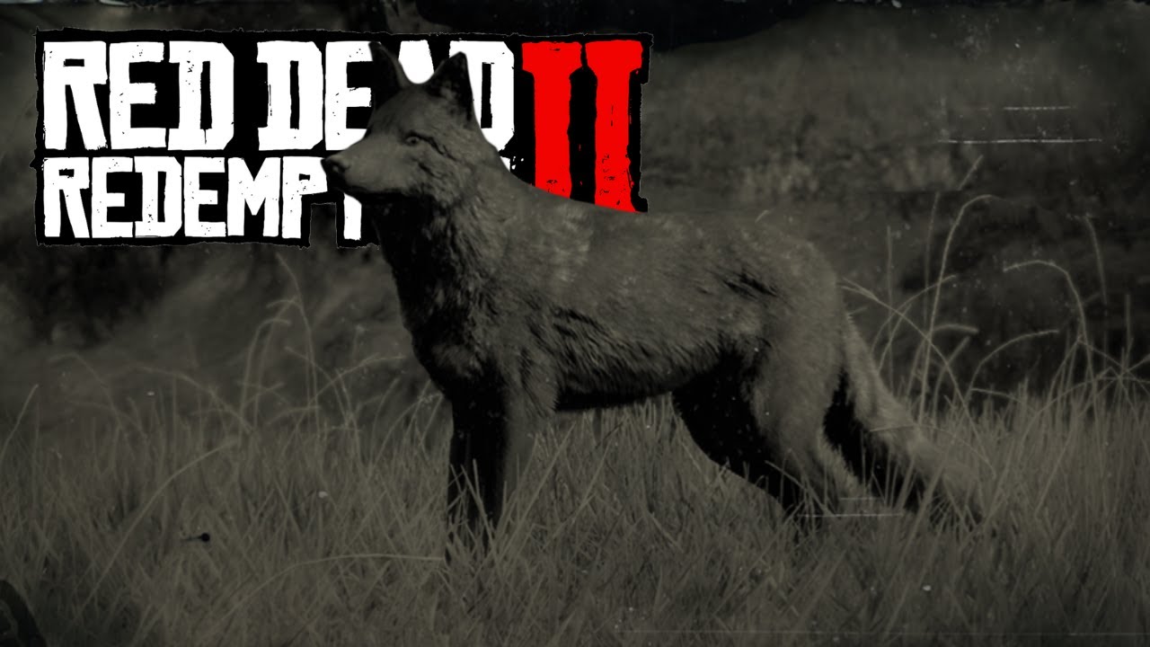 Red Dead Redemption 2 🐎 Legendärer Kojote [#19]