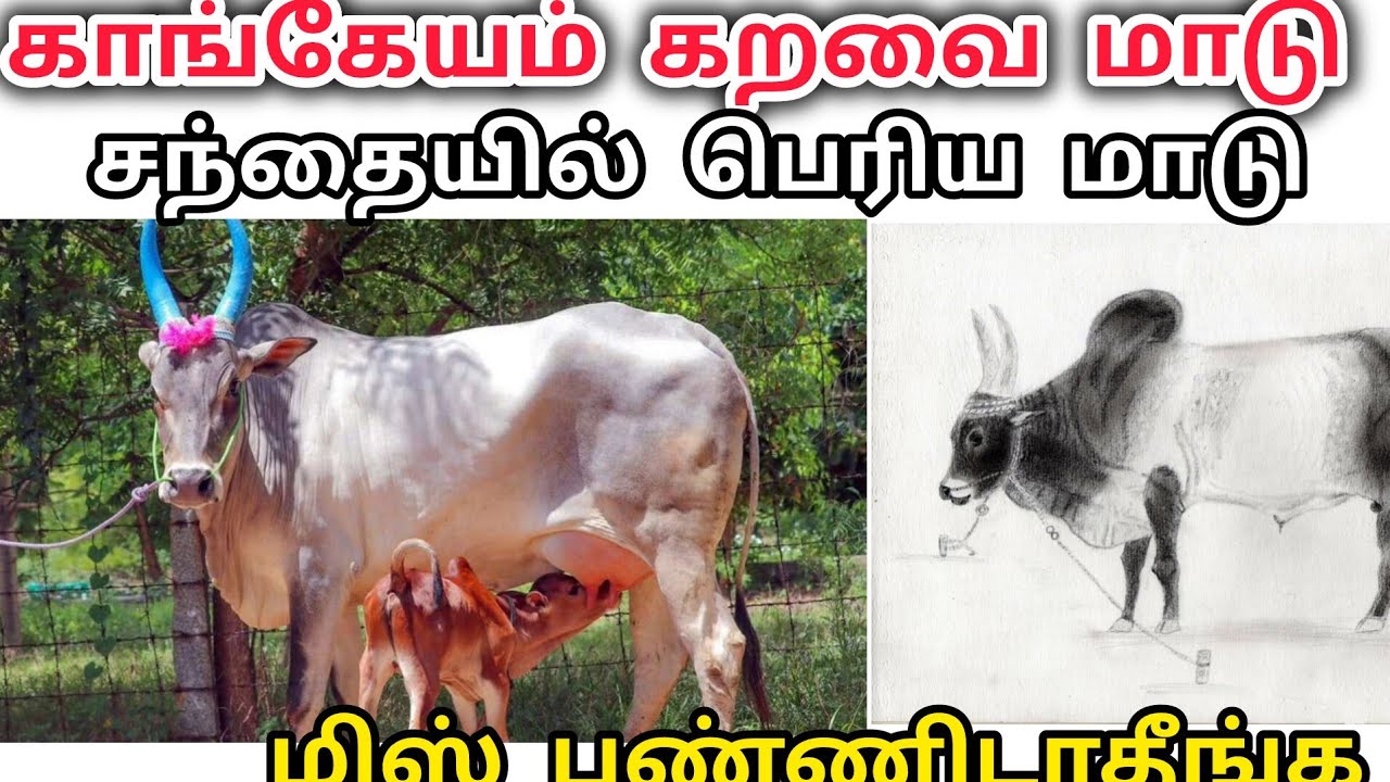 காங்கேயம் கறவை மாடு சந்தை விற்பனை #cow #bull #animals #youtube #video #views #vlog 