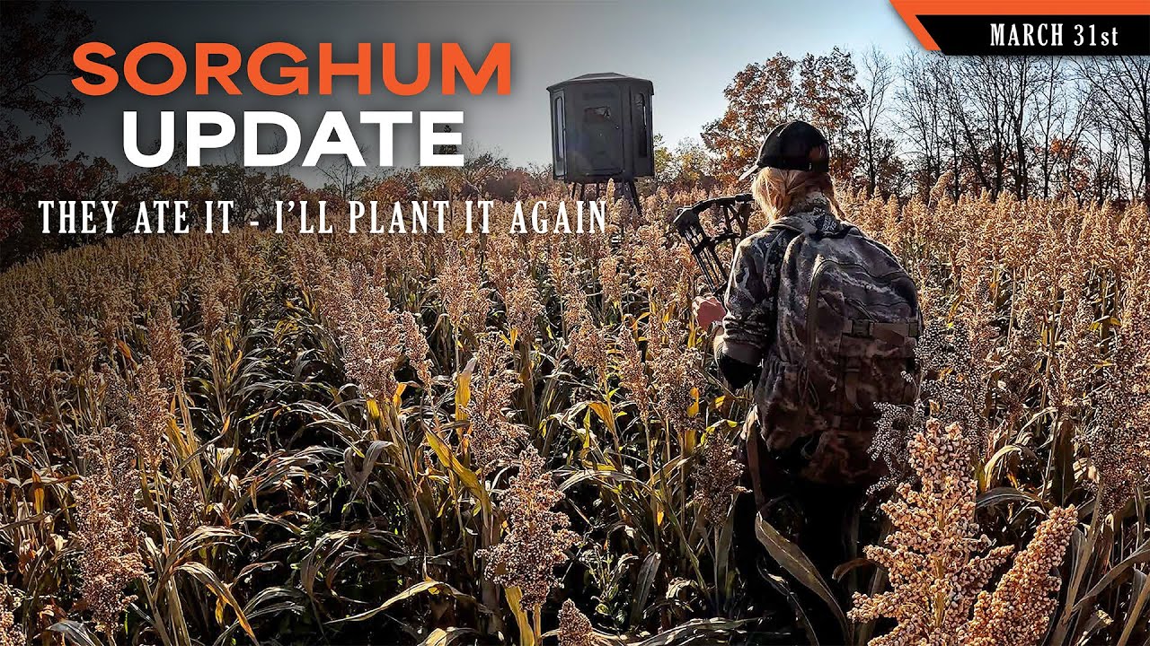 Final Sorghum Update - It Did Well, I'll Plant it Again | Dream Farm w/ Bill Winke