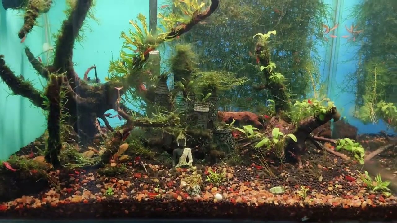 BEST  AQUARIUM  WITH NATURAL  IN CUDDALORE