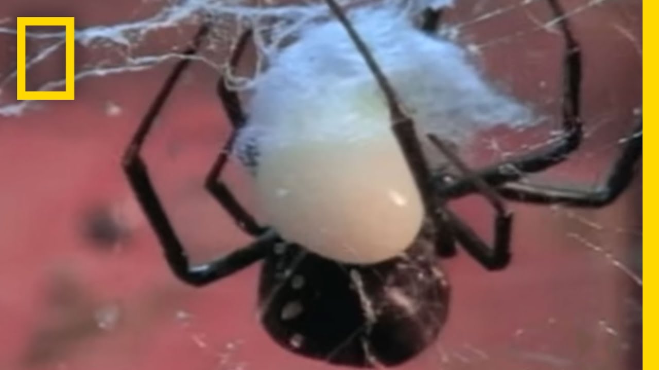 Black Widow Sex | National Geographic