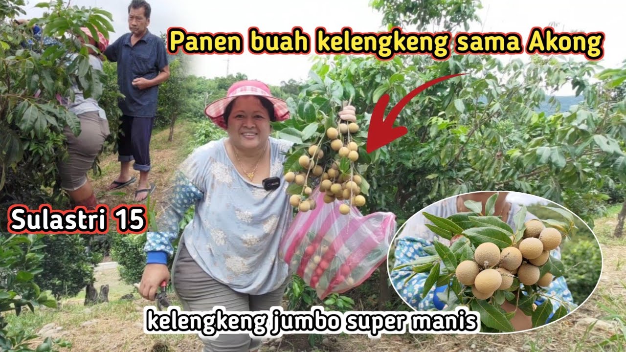 Panen Kelengkeng sama Mbah Kakung ‼️ Kelengkeng Jumbo Super Manis , Sulastri 15.