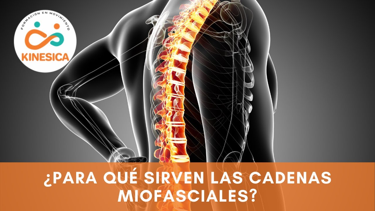 ¿Para qué sirven las Cadenas Miofasciales? - Kinésica