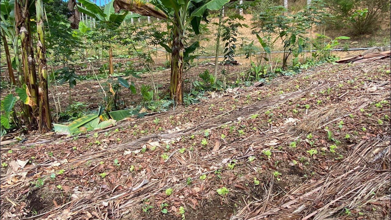 HORTA AGROFLORESTAL- CONSÓRCIO. #agrofloresta #agriculturaregenerativa #agriculturasintropica