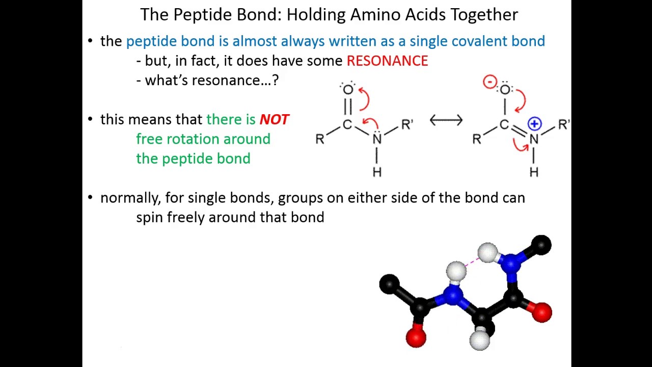 Lecture 2C - Amino Acids (Peptide Bonds)