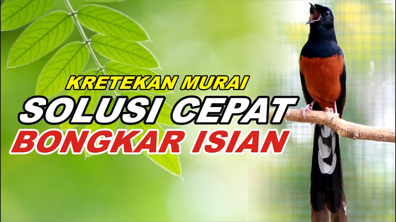 KRETEKAN PANCINGAN MURAI BATU GACOR SANGAT AMPUH, SEKALI DENGAR MURAI APAPUN LANGSUNG NYAUT ON