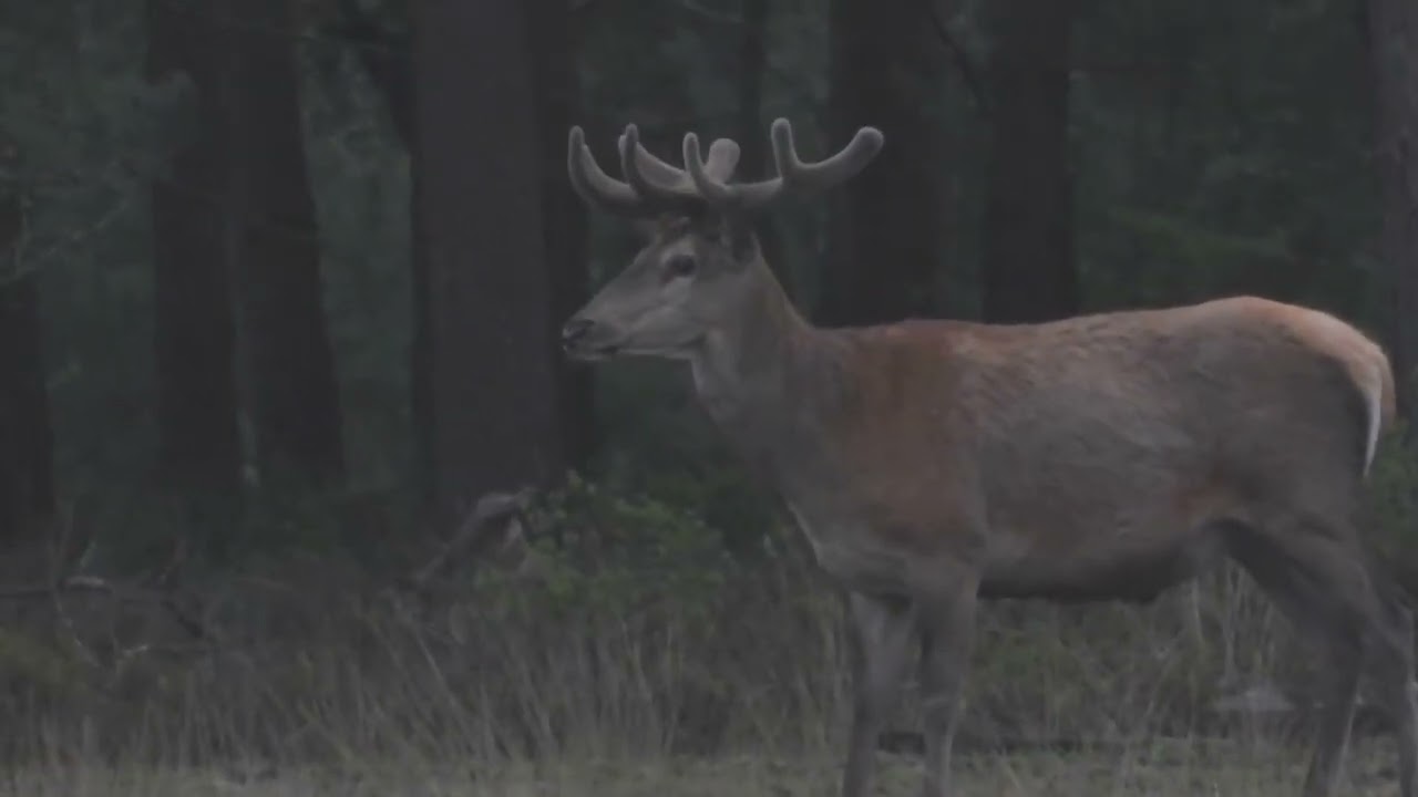 Serene rust op de wei 🦌🌾 | Rustige groep edelherten | Natuur met Peter