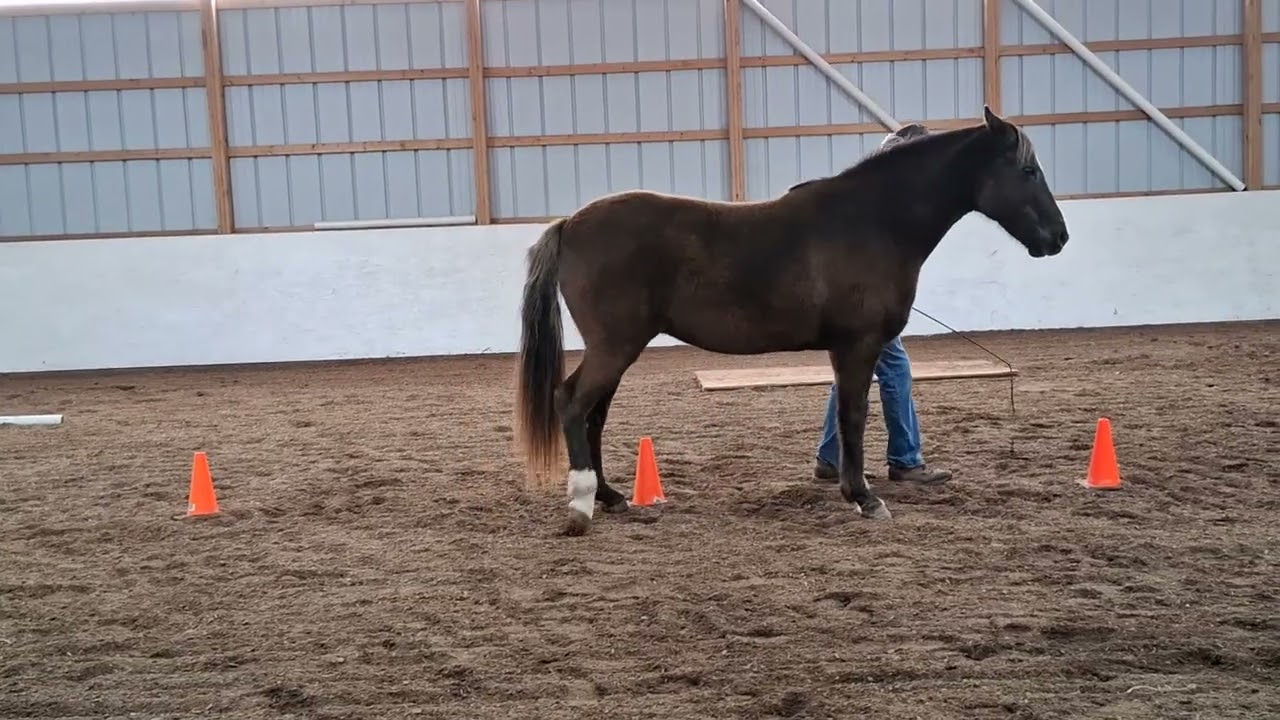Liberty Trail - Collegiate Level Pattern 2