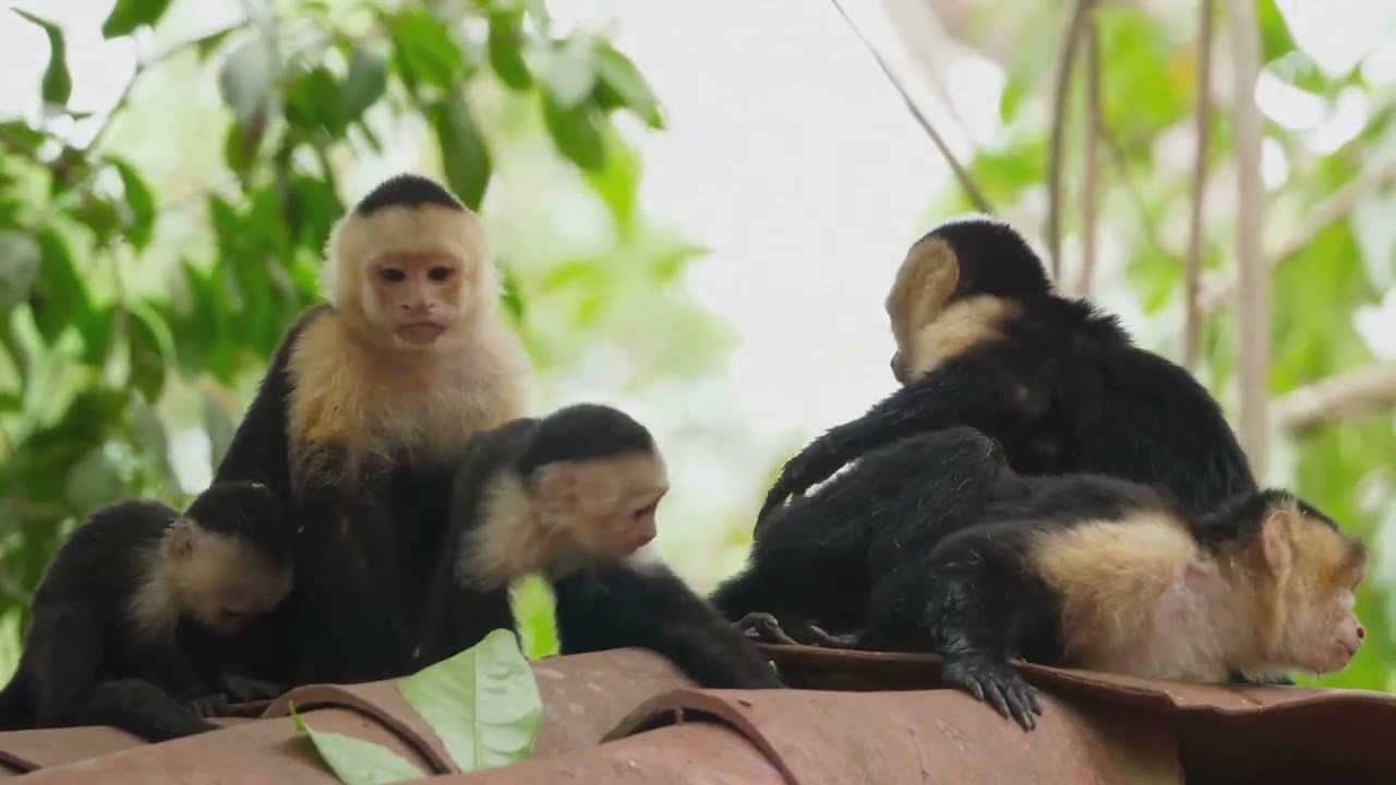 Monkeys of the World - A National Geographic Style Exploration 4K HDD