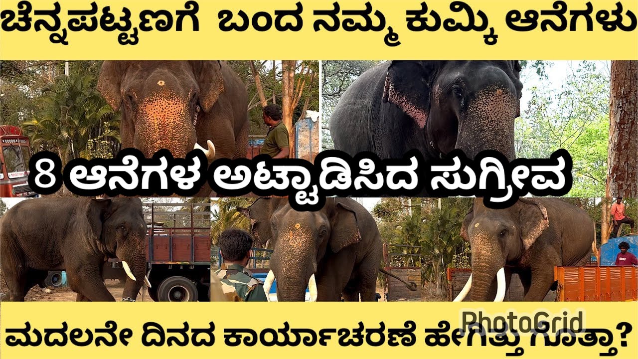 ಚೆನ್ನಪಟ್ಟಣಕ್ಕೆ ಬಂದ ನಮ್ಮ ಕುಮ್ಕಿ ಆನೆಗಳು,ಮೊದಲನೇ ದಿನದ ಕಾರ್ಯಾಚರಣೆ ಹೇಗಿತ್ತು ಗೊತ್ತಾ?