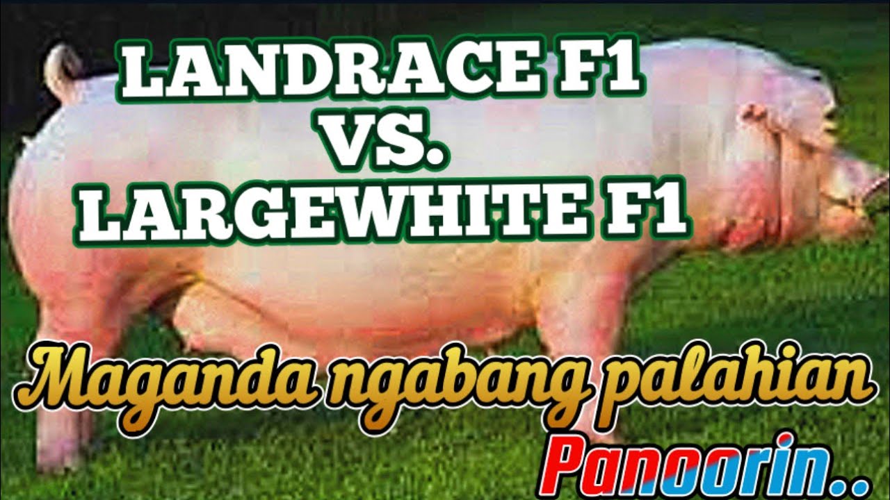 ANAK NG MGA F1 LANDRACE AT LARGEWHITE ANO BA ANG KALALABASAN NG MGA LAHI NILA