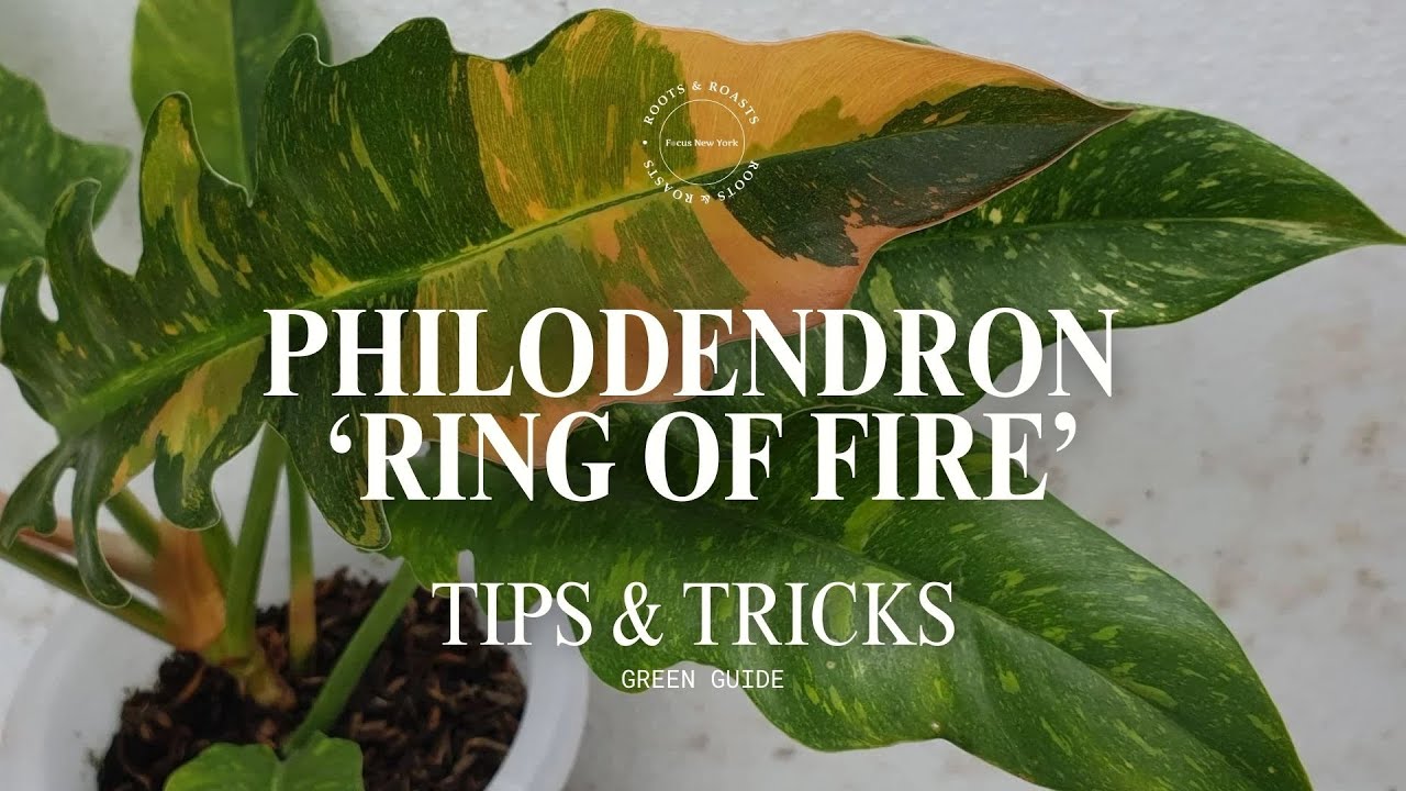 Руководство по уходу за филодендроном ‘Ring of Fire’ | Зазубренный, пряный и удивительно выносливый