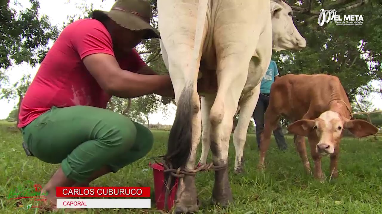 ORDE&Ntilde;O DE LA VACA #Llaner&iacute;simas