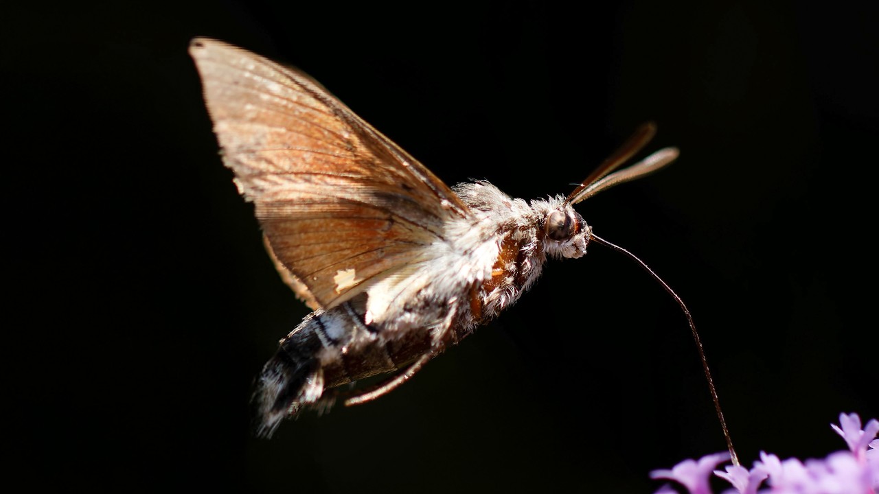 Hummingbird Hawk-Moth | Relaxing Macro Photography