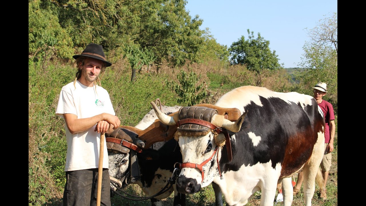 Traction bovine, Ferme d'Ayana