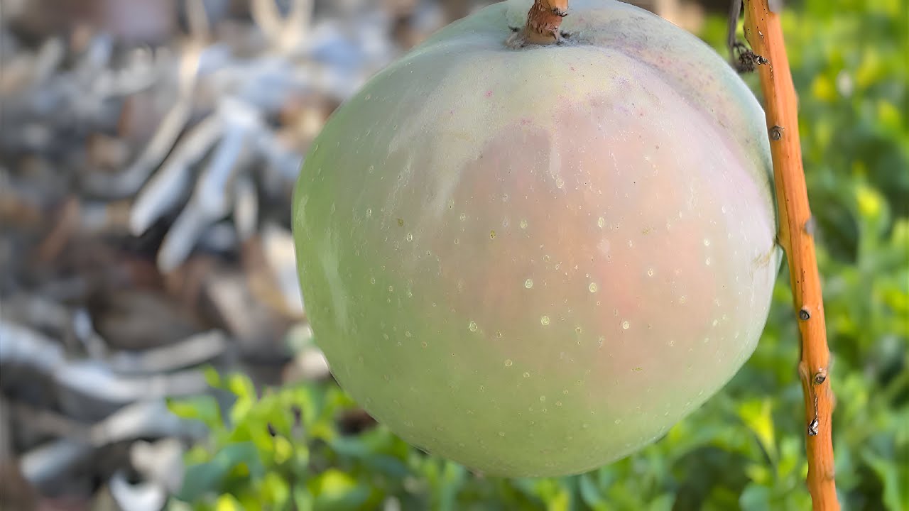 Mango Paradise: My Fruit Forest Collection Featuring Kensington Pride, Nam Doc Mai & More!