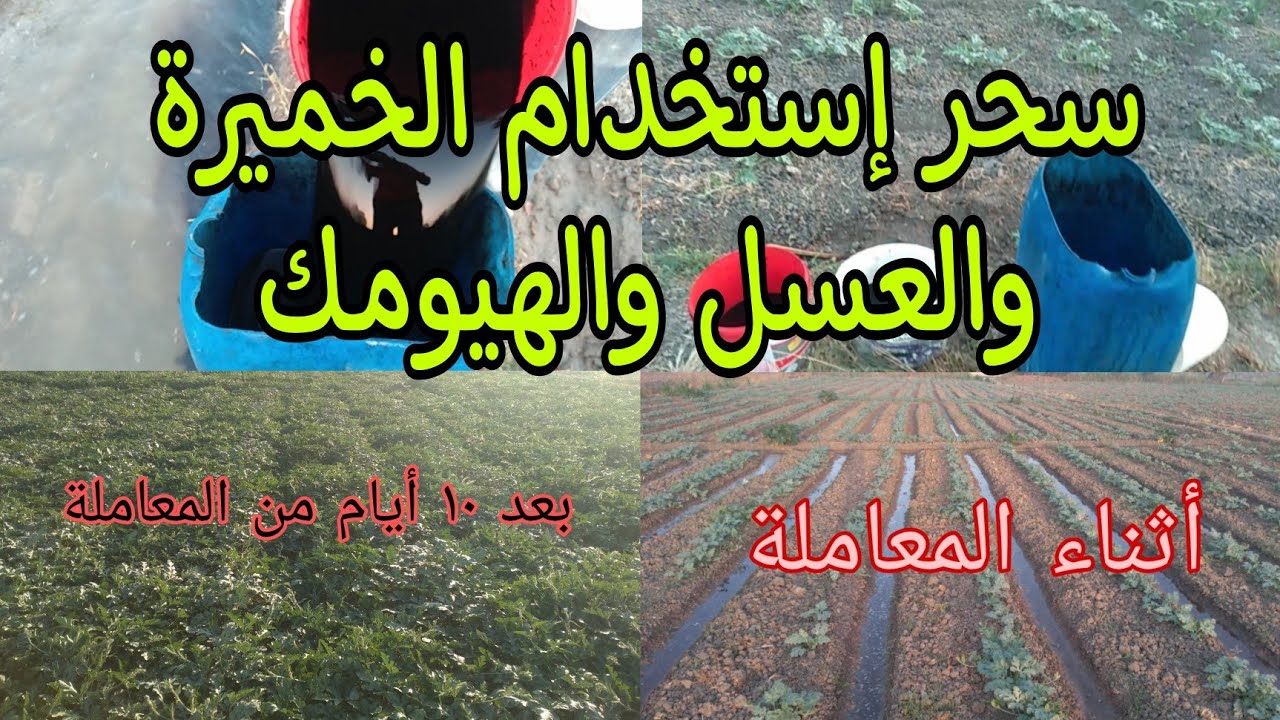 أفضل طريقة تسميد للب السوبر بإستخدام الخميرة والعسل والهيومك لزيادة المجموع الخضري والمحصول