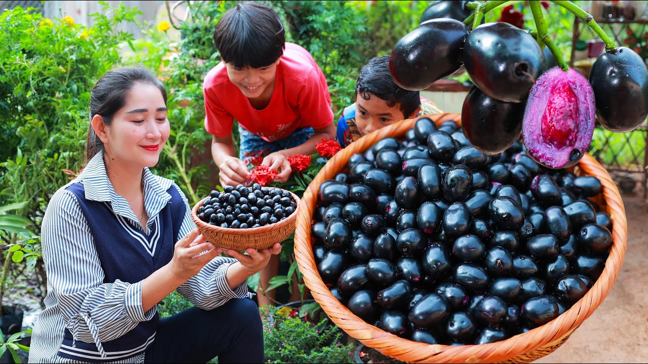 Java plum juice | Huge java plum buy for my two brothers drinking