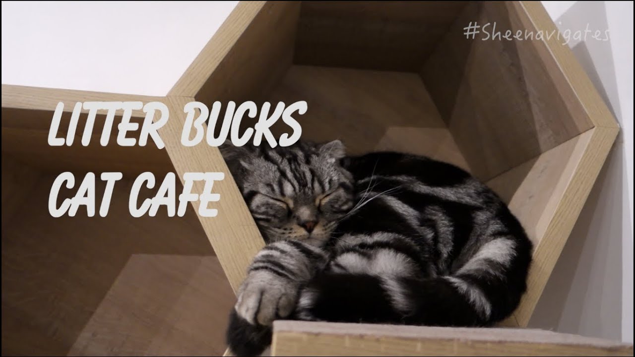 Litter Bucks Cat Cafe with Jennylyn Mercado