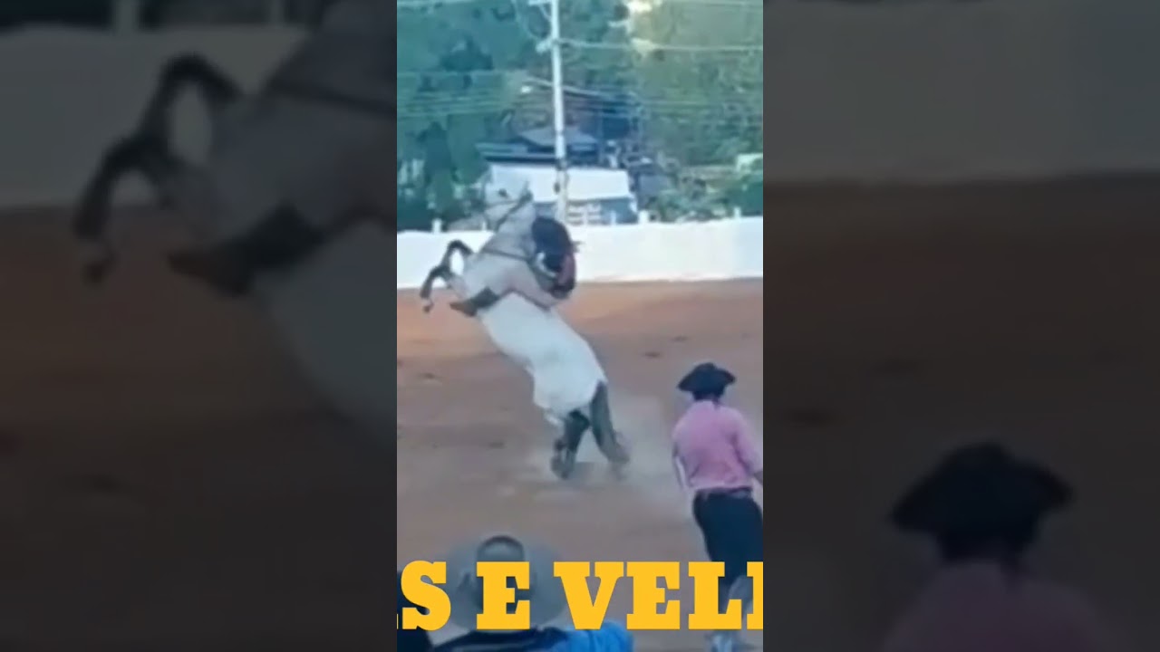 Res navalha x Fernando maria #cavalos #gineteada #gaucho #shortsyoutube
