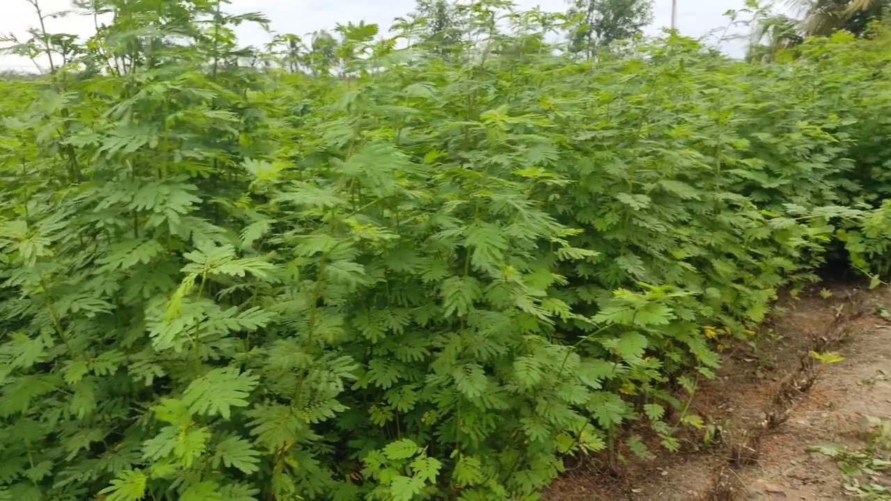 Velimasal seed for sale| 1kg 600